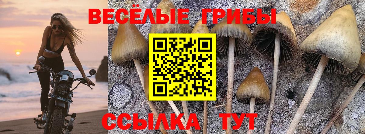 Тимашёвск  Псилоцибиновые грибы мухоморы  Вход с VPN 